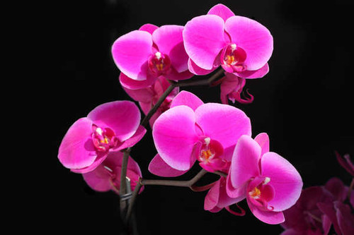 Jual Poster Flower Orchid Pink Flower Flowers Orchid 001APC