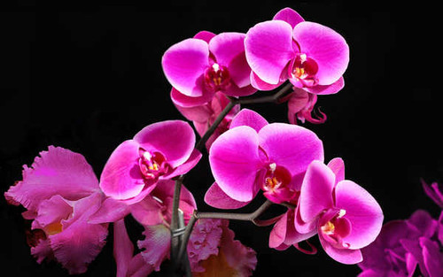 Jual Poster Flower Orchid Pink Flower Flowers Orchid 002APC