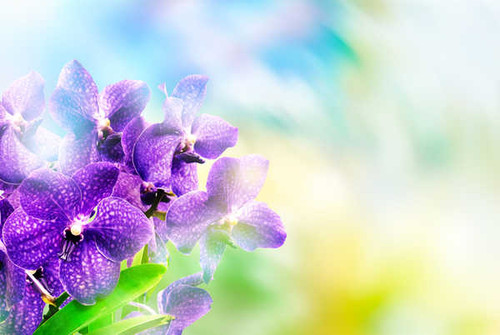 Jual Poster Flower Orchid Purple Flower Flowers Orchid 001APC