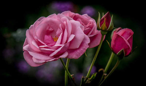 Jual Poster Flower Pink Flower Flowers Rose APC