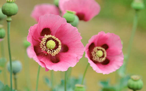 Jual Poster Flower Pink Flower Poppy Flowers Poppy APC