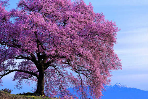 Jual Poster Flower Pink Flower Spring Tree Trees Tree APC