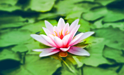Jual Poster Flower Pink Flower Water Water Lily Flowers Water Lily APC