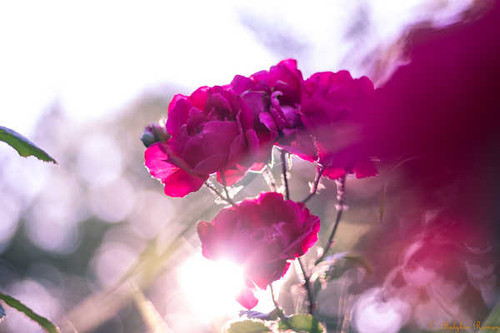 Jual Poster Flower Pink Rose Flowers Rose 006APC