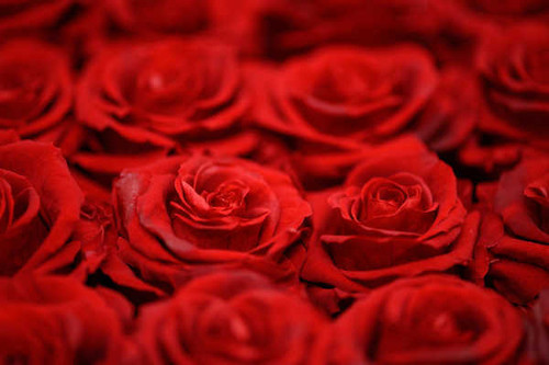 Jual Poster Flower Red Flower Red Rose Rose Flowers Rose 005APC
