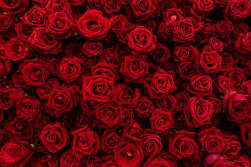 Jual Poster Flower Red Flower Rose Flowers Rose 002APC