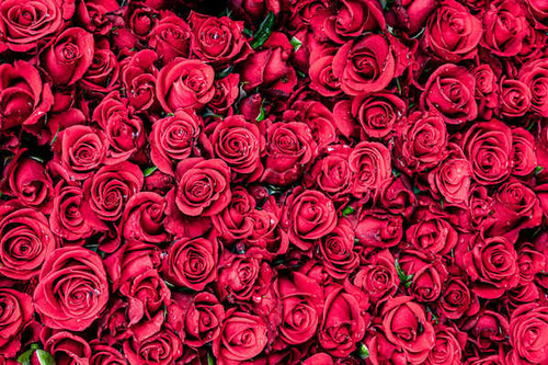 Jual Poster Flower Red Flower Rose Flowers Rose 2APC