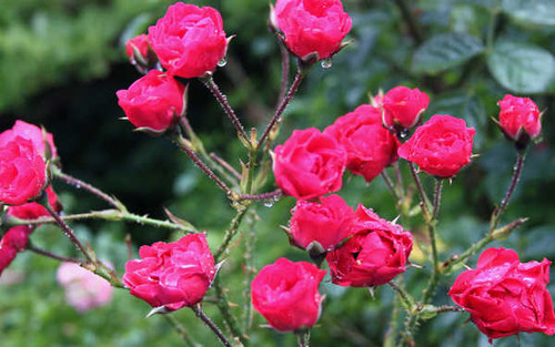 Jual Poster Flower Red Rose Flowers Rose Bush APC