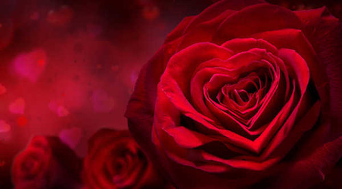 Jual Poster Flower Red Rose Rose Flowers Rose 002APC