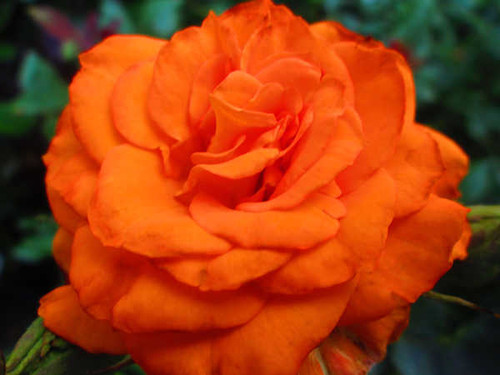 Jual Poster Flower Rose orange (Color) Flowers Rose APC