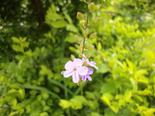 Jual Poster Flowers Blossom 033APC