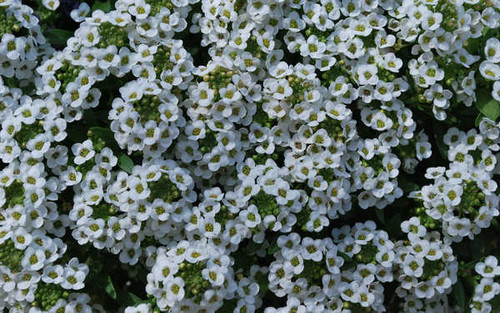 Jual Poster Flowers Blossom 121APC