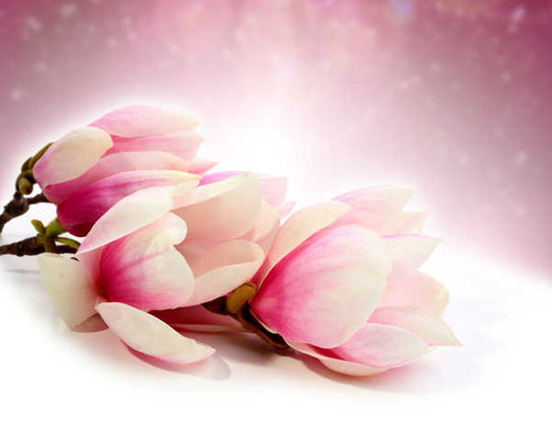 Jual Poster Flowers Blossom 148APC