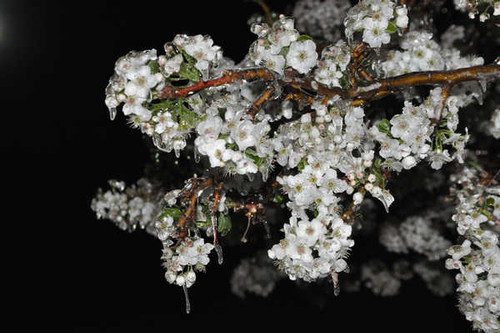 Jual Poster Flowers Blossom 150APC