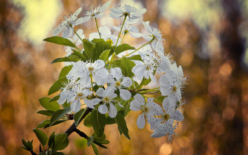 Jual Poster Flowers Blossom 157APC