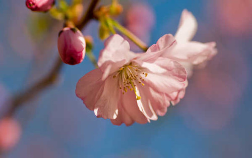 Jual Poster Flowers Blossom 168APC