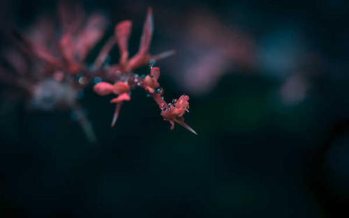 Jual Poster Flowers Blossom 194APC