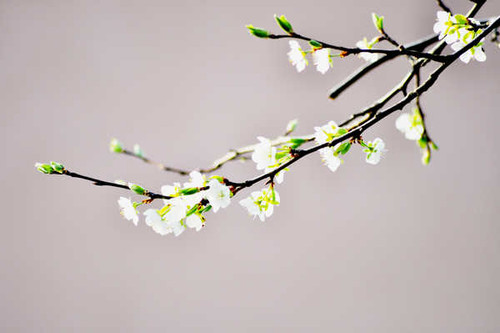 Jual Poster Flowers Blossom 226APC