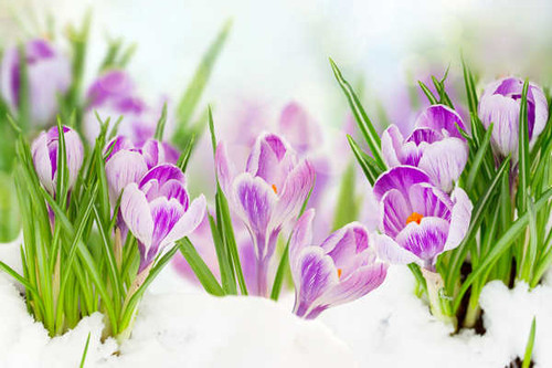 Jual Poster Flowers Crocus 010APC