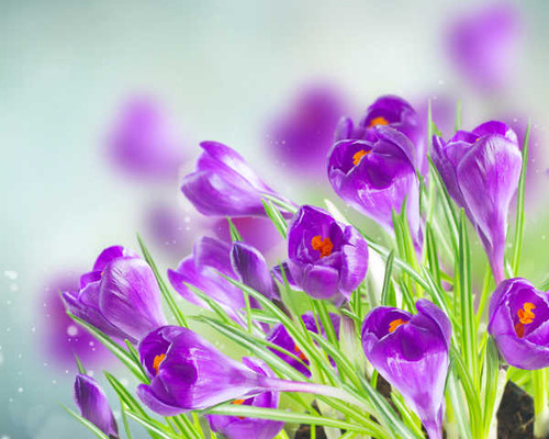 Jual Poster Flowers Crocus 016APC