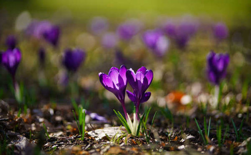 Jual Poster Flowers Crocus 4001APC