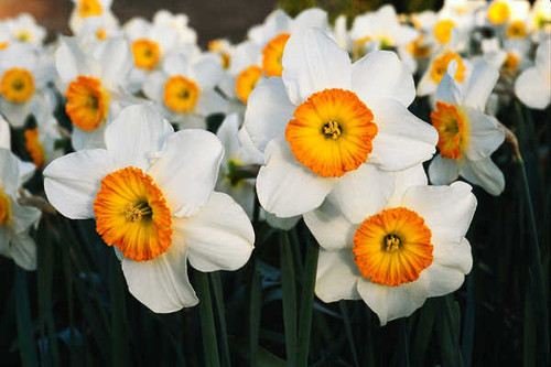 Jual Poster Flowers Daffodil 008APC