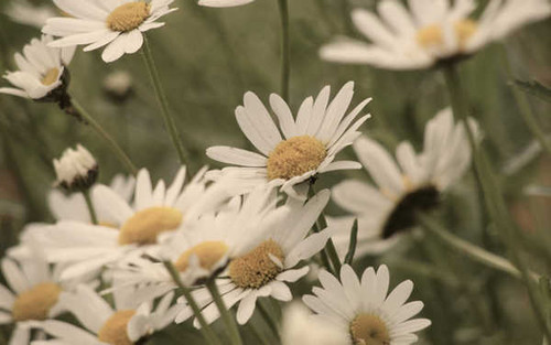 Jual Poster Flowers Daisy 023APC