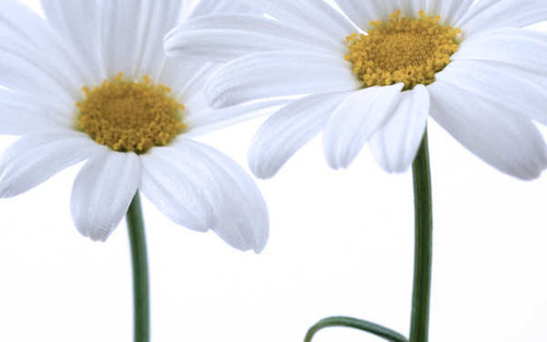 Jual Poster Flowers Daisy 032APC