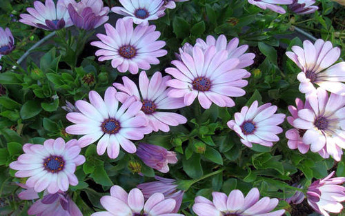 Jual Poster Flowers Daisy 064APC