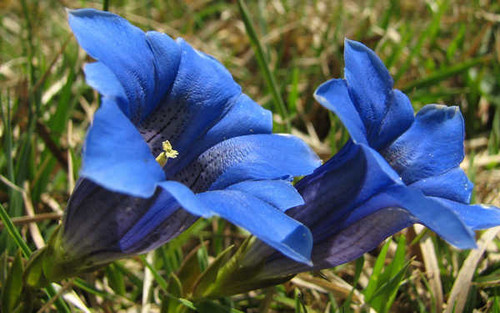 Jual Poster Flowers Flower 041APC