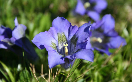 Jual Poster Flowers Flower 042APC