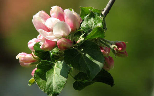 Jual Poster Flowers Flower 043APC