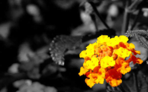 Jual Poster Flowers Flower 047APC