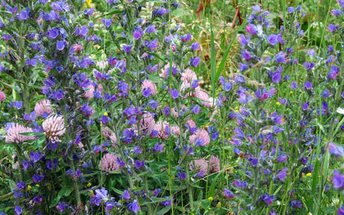 Jual Poster Flowers Flower 049APC