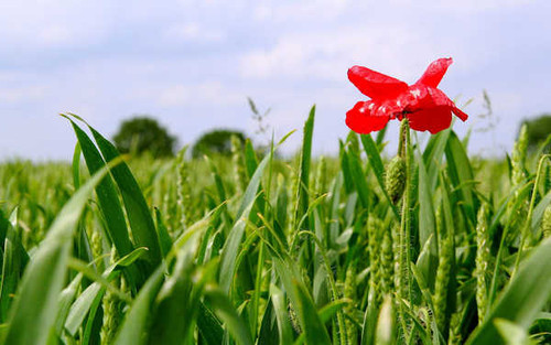 Jual Poster Flowers Flower 058APC