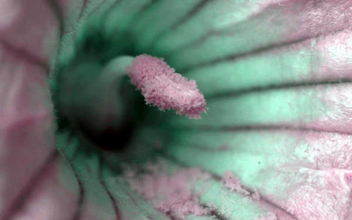 Jual Poster Flowers Flower 059APC