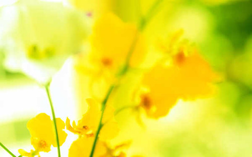 Jual Poster Flowers Flower 061APC