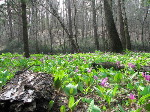 Jual Poster Flowers Flower 071APC