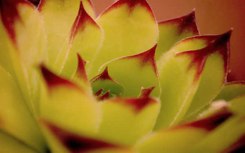 Jual Poster Flowers Flower 074APC