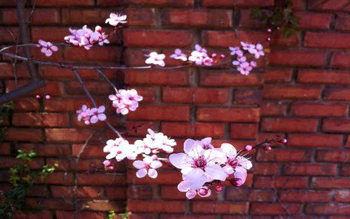 Jual Poster Flowers Flower 089APC