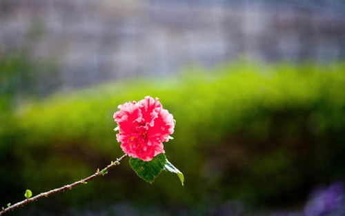 Jual Poster Flowers Flower 094APC