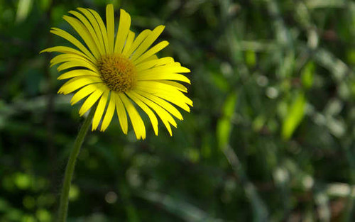 Jual Poster Flowers Flower 113APC