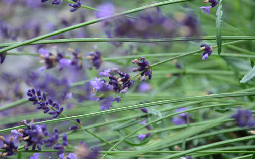 Jual Poster Flowers Flower 128APC