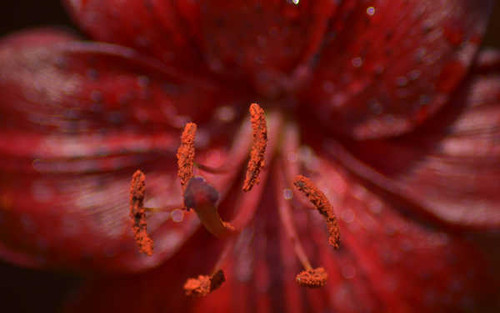 Jual Poster Flowers Flower 142APC