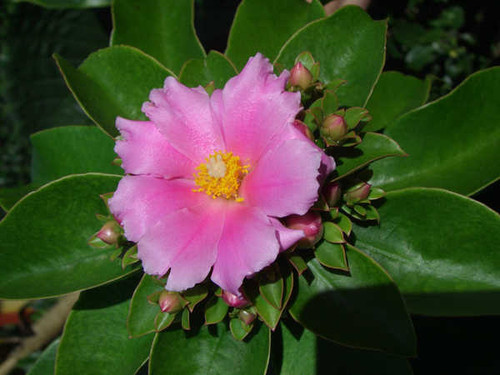 Jual Poster Flowers Flower 148APC