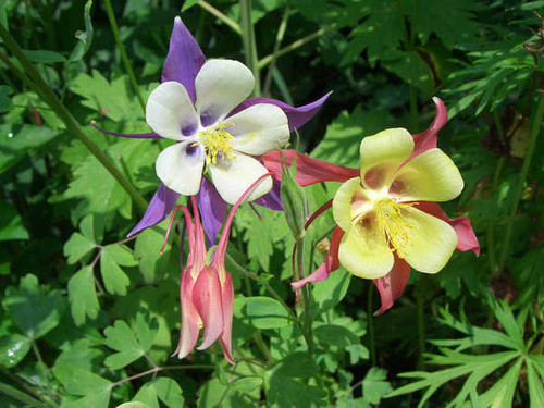 Jual Poster Flowers Flower 162APC