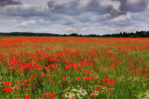 Jual Poster Flowers Flower 221APC