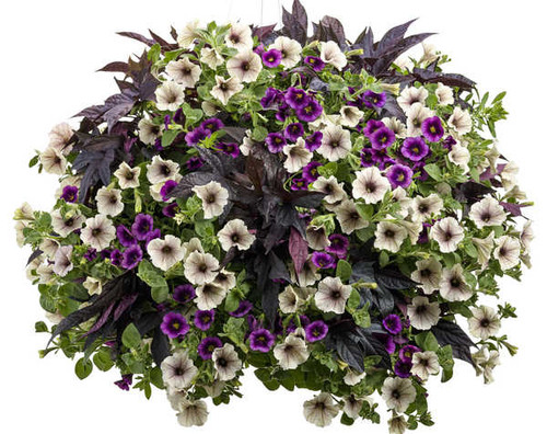 Jual Poster Flowers Flower 238APC