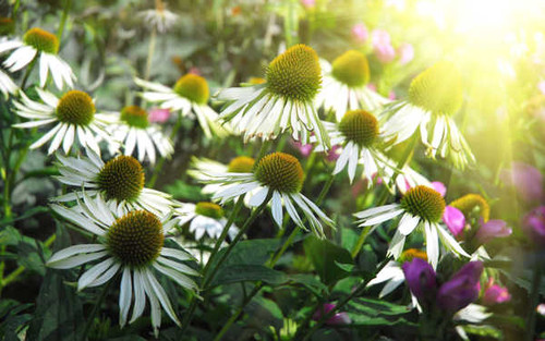 Jual Poster Flowers Flower 254APC