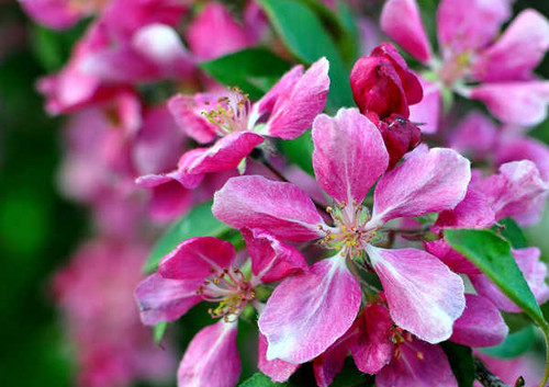 Jual Poster Flowers Flower 263APC